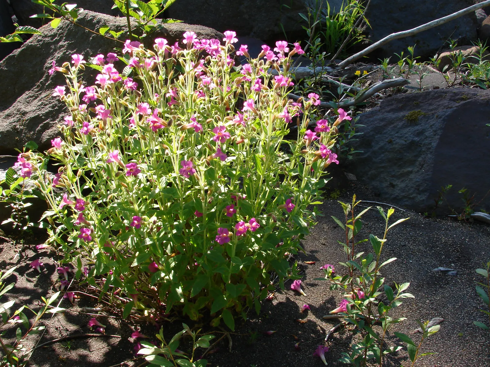 Monkey Flower (Mimulus X Hybridus) — This hybrid plant typically thrives in USDA zones 3 through 9 and enjoys full to partial sun exposure