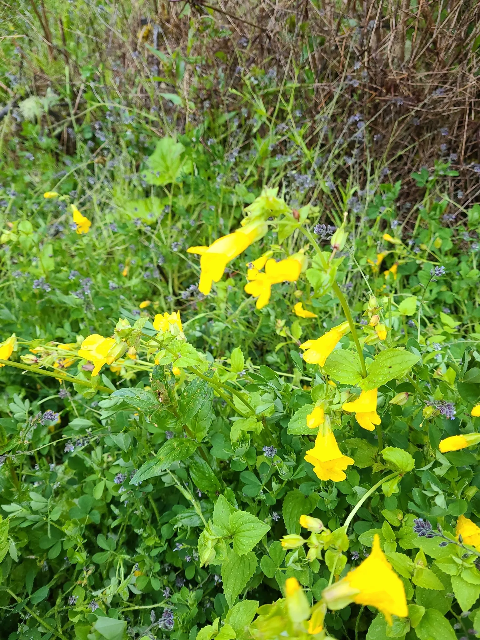 Monkey Flower (Mimulus X Hybridus) — creating an appealing feature for both the homeowner and pollinators alike; ideal for adding splashes of color to