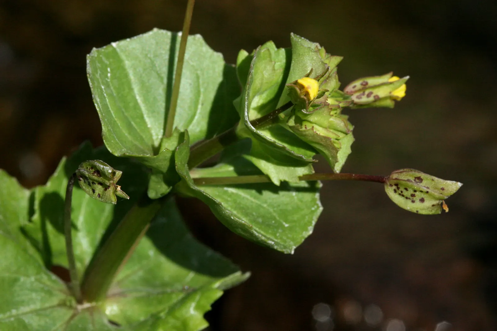 Monkey Flower (Mimulus X Hybridus) — particularly during dry periods; herbaceous growth habit that fills in beautifully as a ground cover or border, image 69