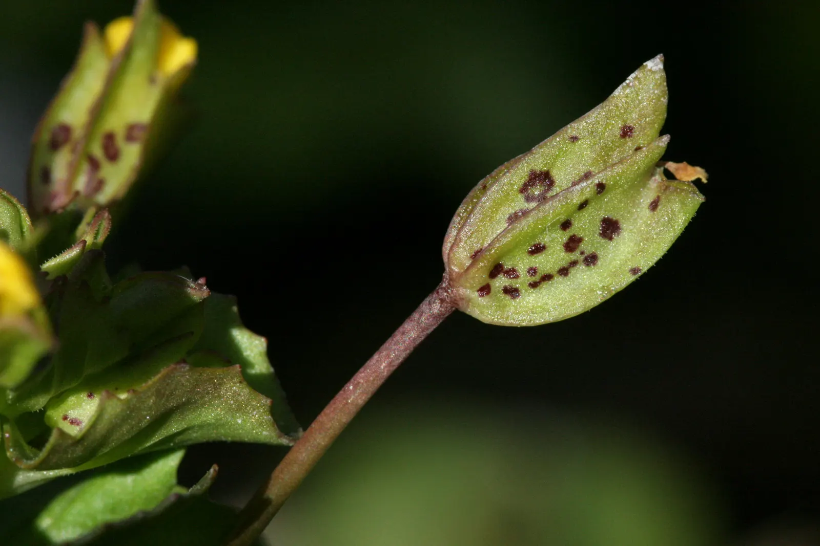 Monkey Flower (Mimulus X Hybridus) — as well as its unique flower shape that resembles a monkey's face; is a captivating addition to any landscape, image 61