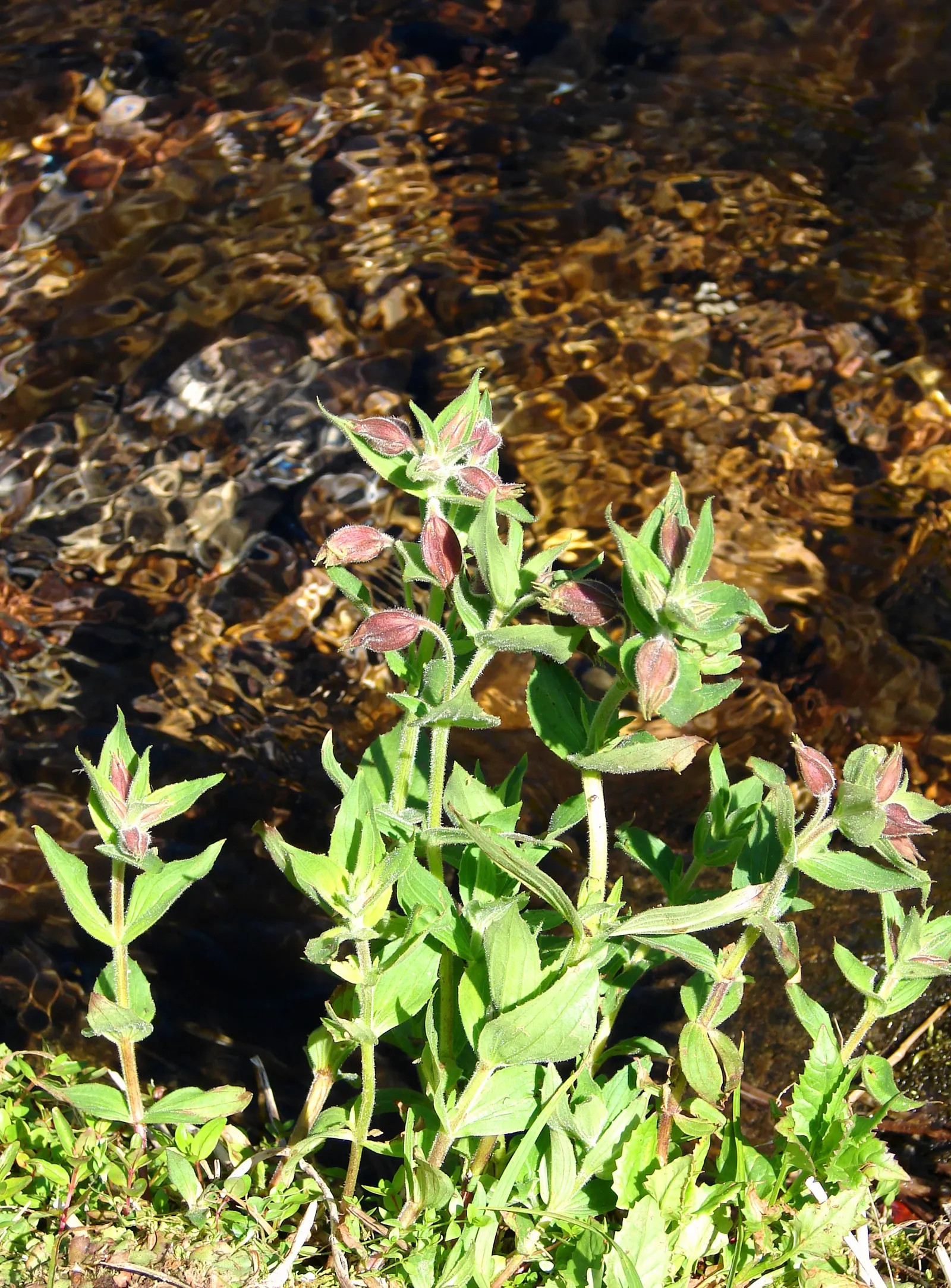 Monkey Flower (Mimulus X Hybridus) — plant Monkey Flowers in mixed flower beds; perennial for full or half or shade, image 71