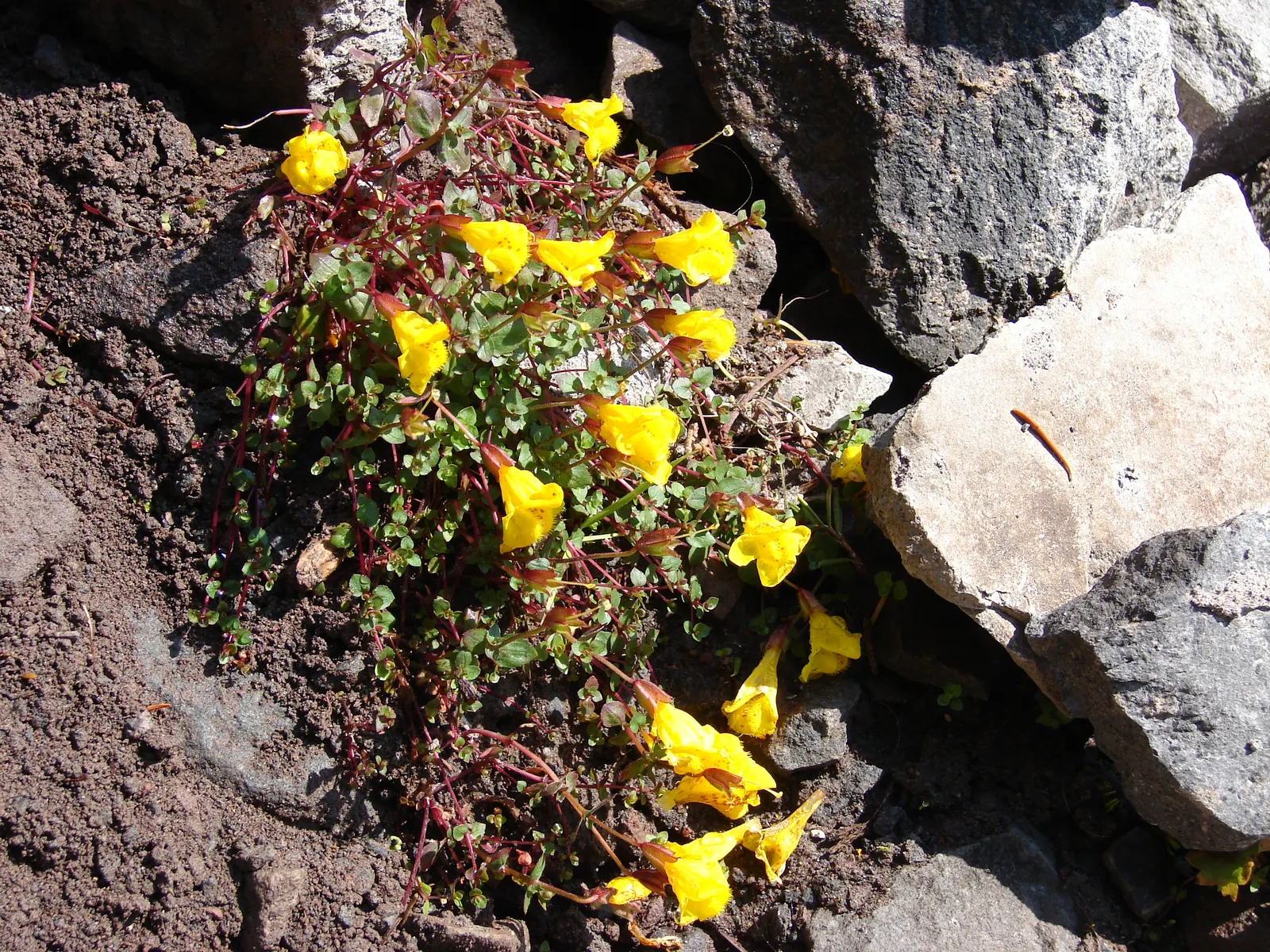 Monkey Flower (Mimulus X Hybridus) — especially when planted in mass