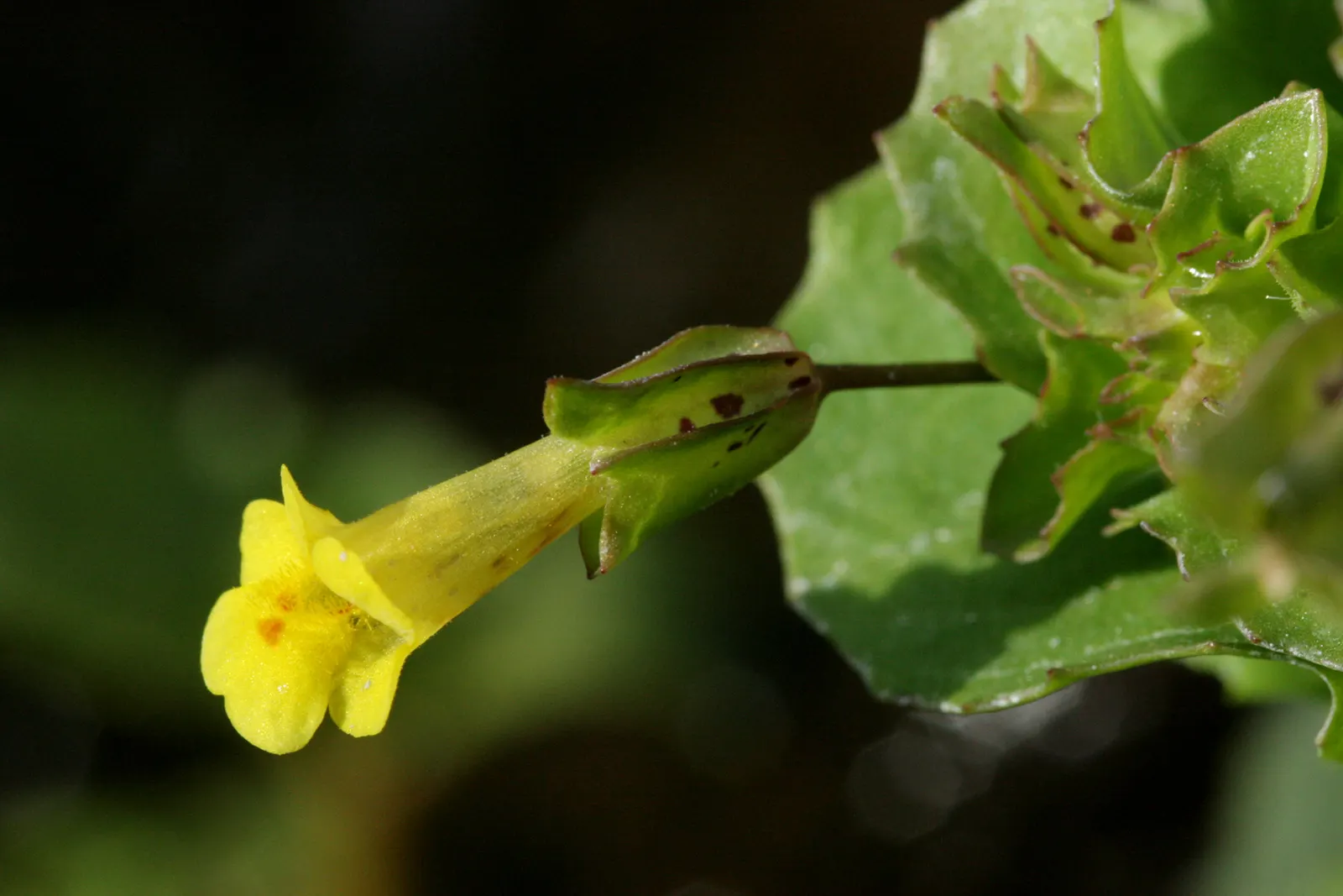 Monkey Flower (Mimulus X Hybridus) — scientifically known as Mimulus x hybridus; or as part of a rain garden where their moisture-loving nature can, image 85