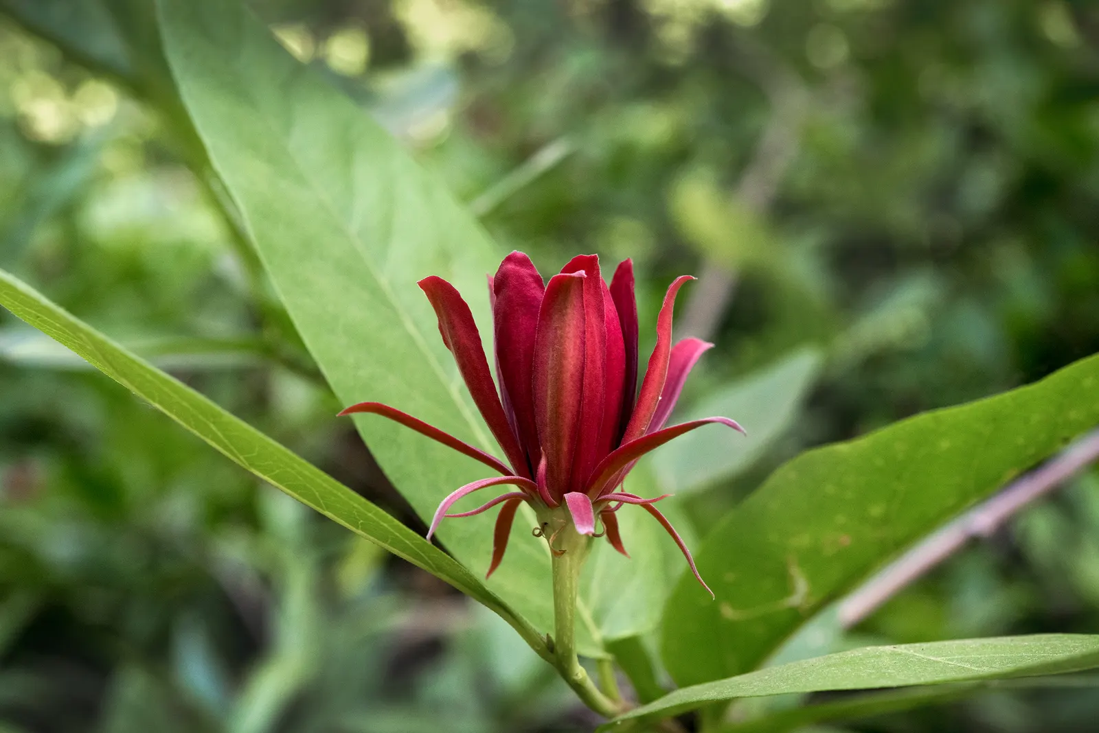 Spice Bush (Calycanthus Occidentalis) — commonly known as the Spice Bush; it is relatively adaptable, however, tolerating a range of soil types, image 131