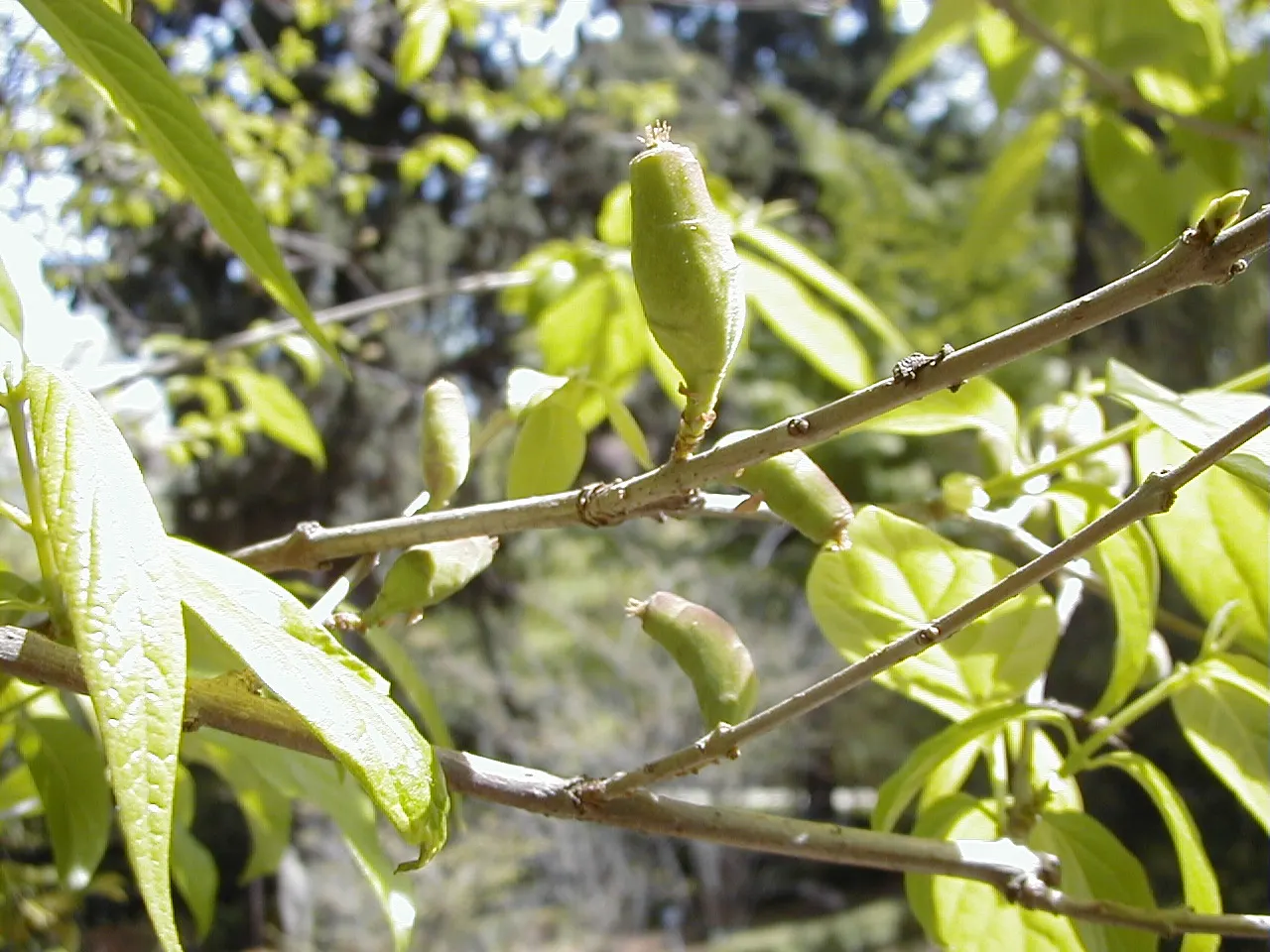 Spice Bush (Calycanthus Occidentalis) — Each leaf ranges from 2 to 6 inches long, exuding a delightful spicy fragrance when crushed; with minimal, image 85