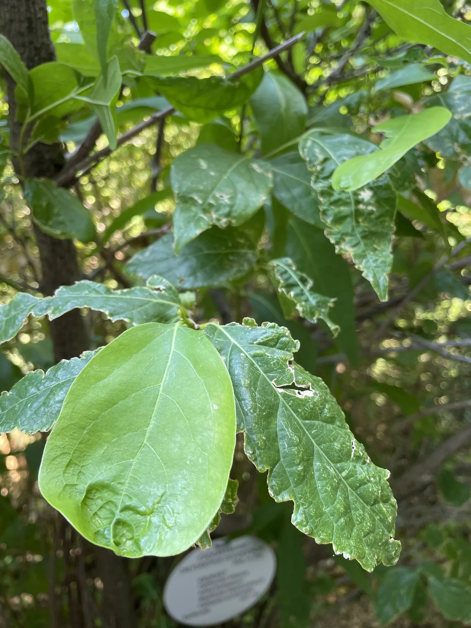 Spice Bush (Calycanthus Occidentalis) — with minimal care required once established.<br><br>When designing a landscape