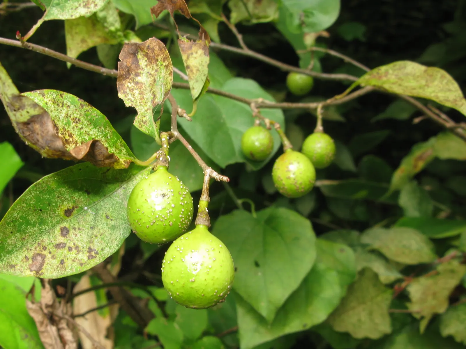 Spice Bush (Calycanthus Occidentalis) — Adds fragrant, natural charm and understory structure to landscapes; is a deciduous shrub native to North, image 130