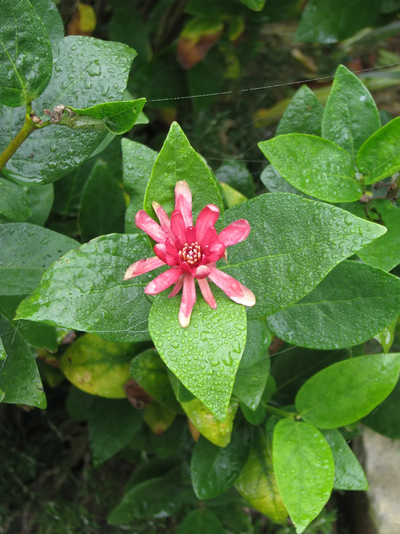 Spice Bush (Calycanthus Occidentalis) — particularly the western United States; thriving in full sun to partial shade and moist