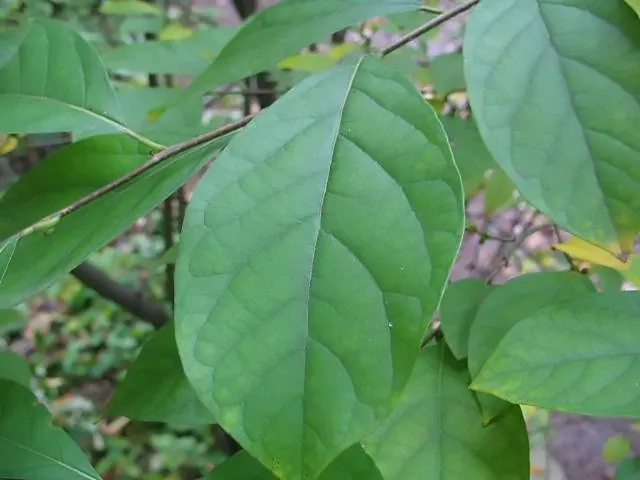 Spice Bush (Calycanthus Occidentalis) — shrub for half or shade; the Spice Bush, with its sensory delights and aesthetic appeal, is a remarkable, image 75