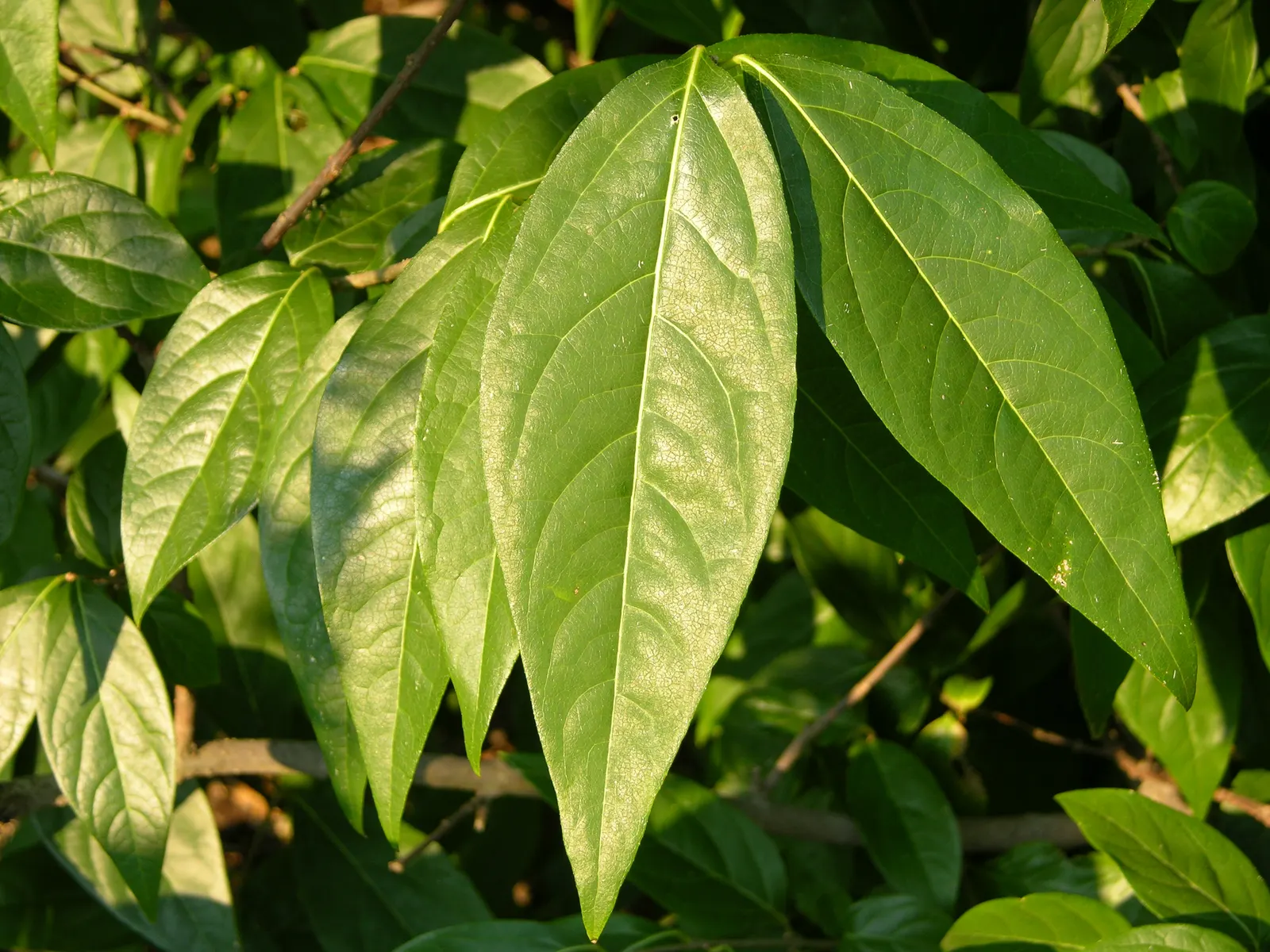 Spice Bush (Calycanthus Occidentalis) — it reaches up to 9 feet in height and spreads to 12 feet; shrub for half or shade, image 104