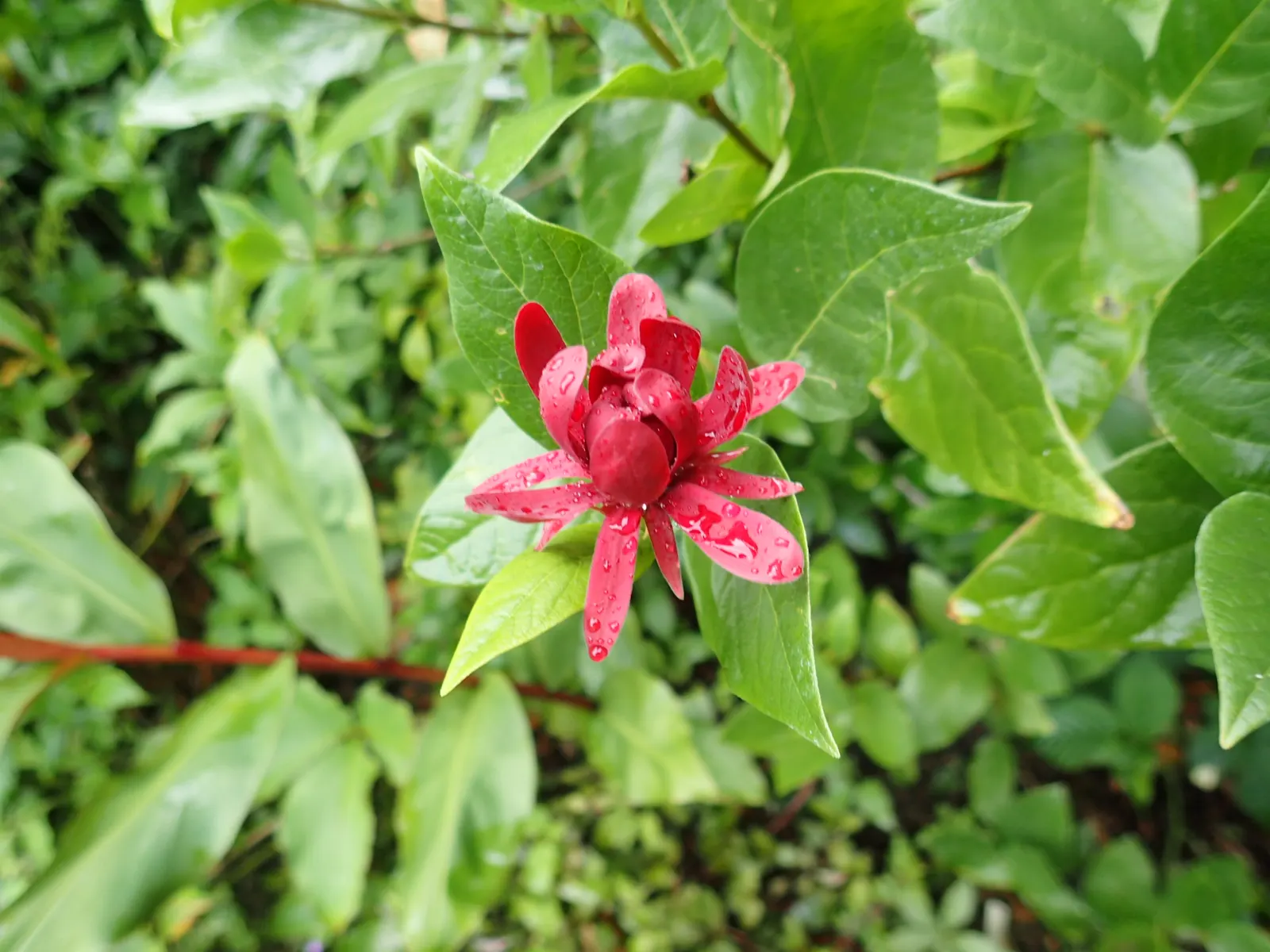 Spice Bush (Calycanthus Occidentalis) — In late spring to early summer, visitors will be awed by the plant's intriguing dark red to maroon flowers, image 186