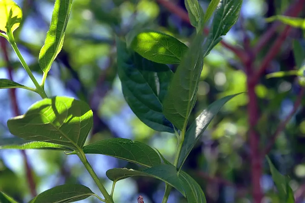 Spice Bush (Calycanthus Occidentalis) — with minimal care required once established.<br><br>When designing a landscape; it renders a robust, image 192