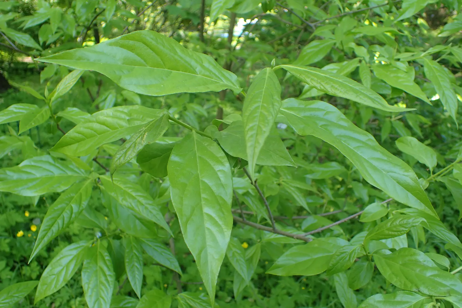 Spice Bush (Calycanthus Occidentalis) — Each leaf ranges from 2 to 6 inches long, exuding a delightful spicy fragrance when crushed; with minimal, image 160