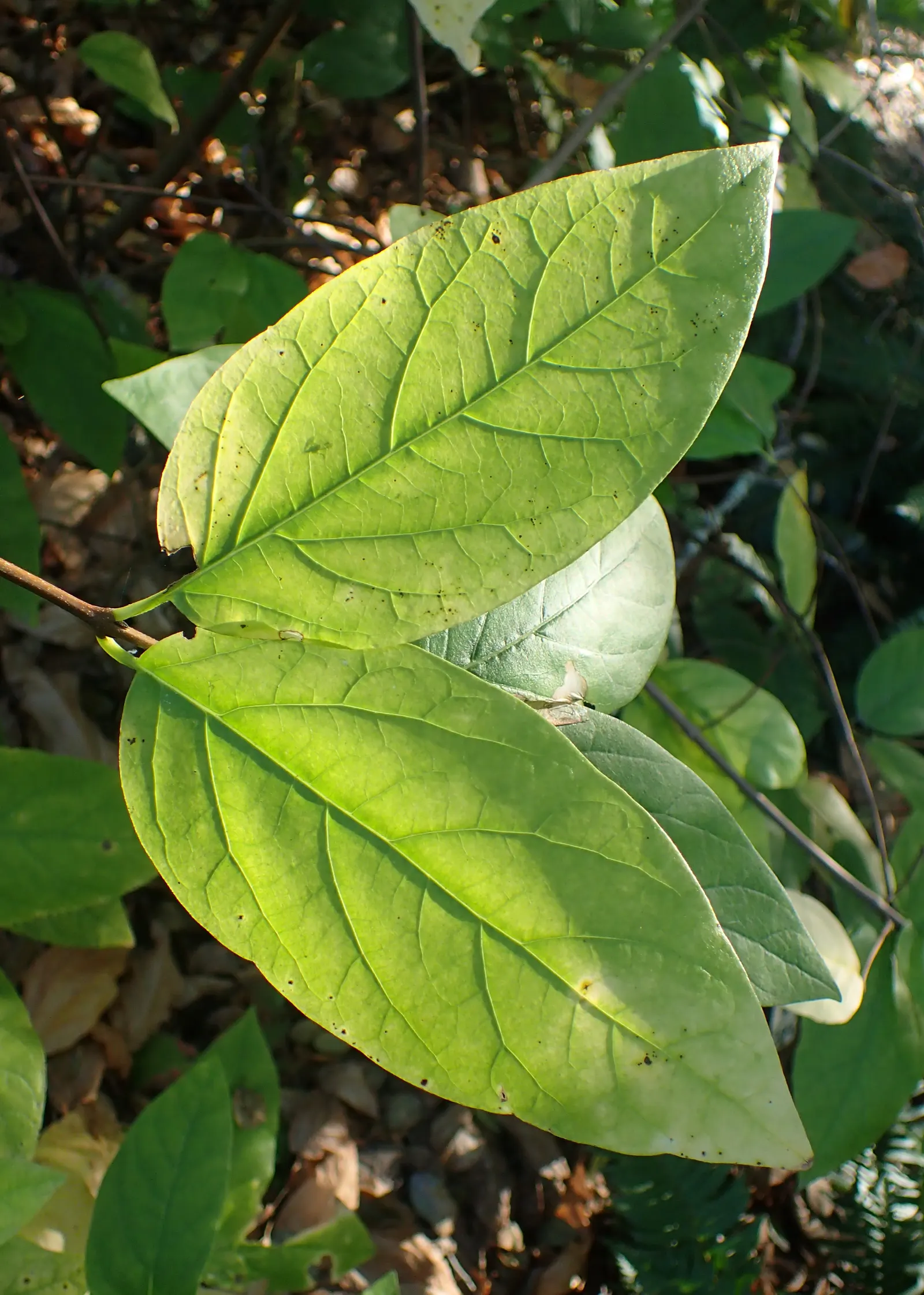 Spice Bush (Calycanthus Occidentalis) — Its dense foliage lends itself well to creating secluded garden nooks or as a natural, fragrant screen