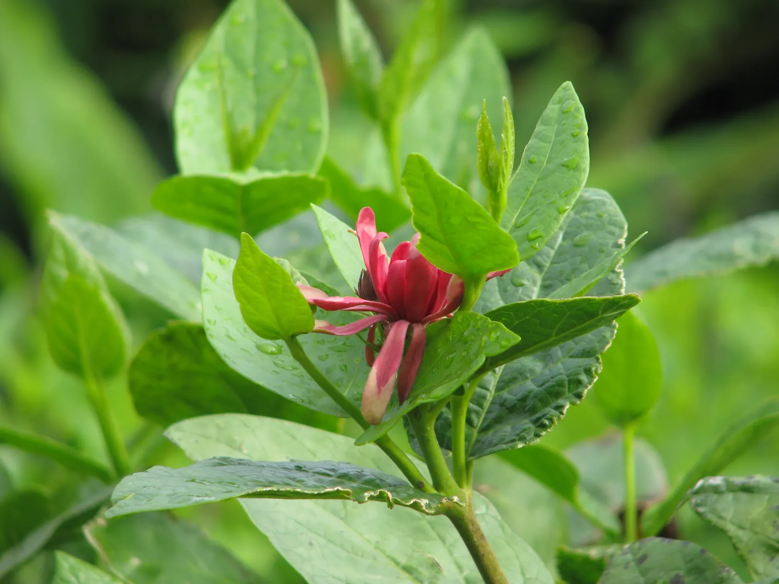 Spice Bush (Calycanthus Occidentalis) — Each leaf ranges from 2 to 6 inches long, exuding a delightful spicy fragrance when crushed; with minimal, image 110