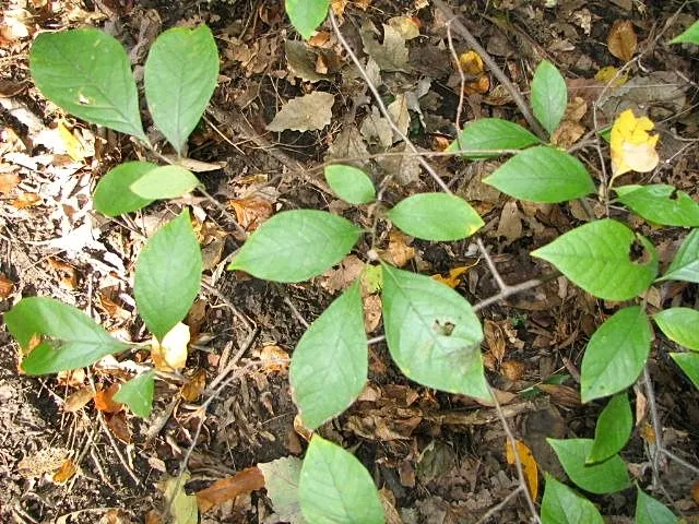 Spice Bush (Calycanthus Occidentalis) — Calycanthus occidentalis, commonly known as Spice Bush, is a deciduous shrub native to western North, image 51