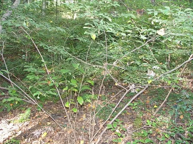 Spice Bush (Calycanthus Occidentalis) — For horticultural zones 7 through 9; it features aromatic, maroon to reddish-brown flowers in late spring, image 190