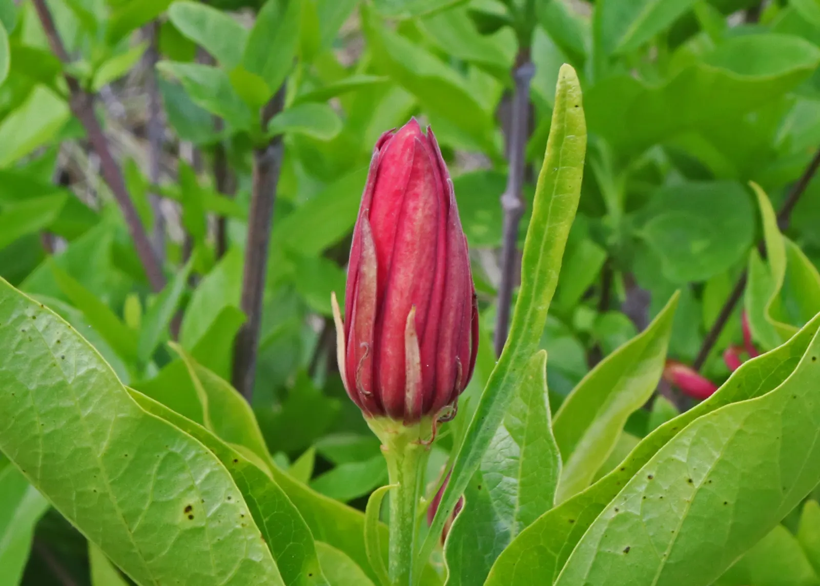 Spice Bush (Calycanthus Occidentalis) — For horticultural zones 7 through 9; it features aromatic, maroon to reddish-brown flowers in late spring, image 140