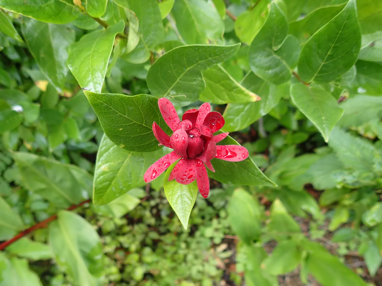 Spice Bush (Calycanthus Occidentalis) — red flowers in the garden