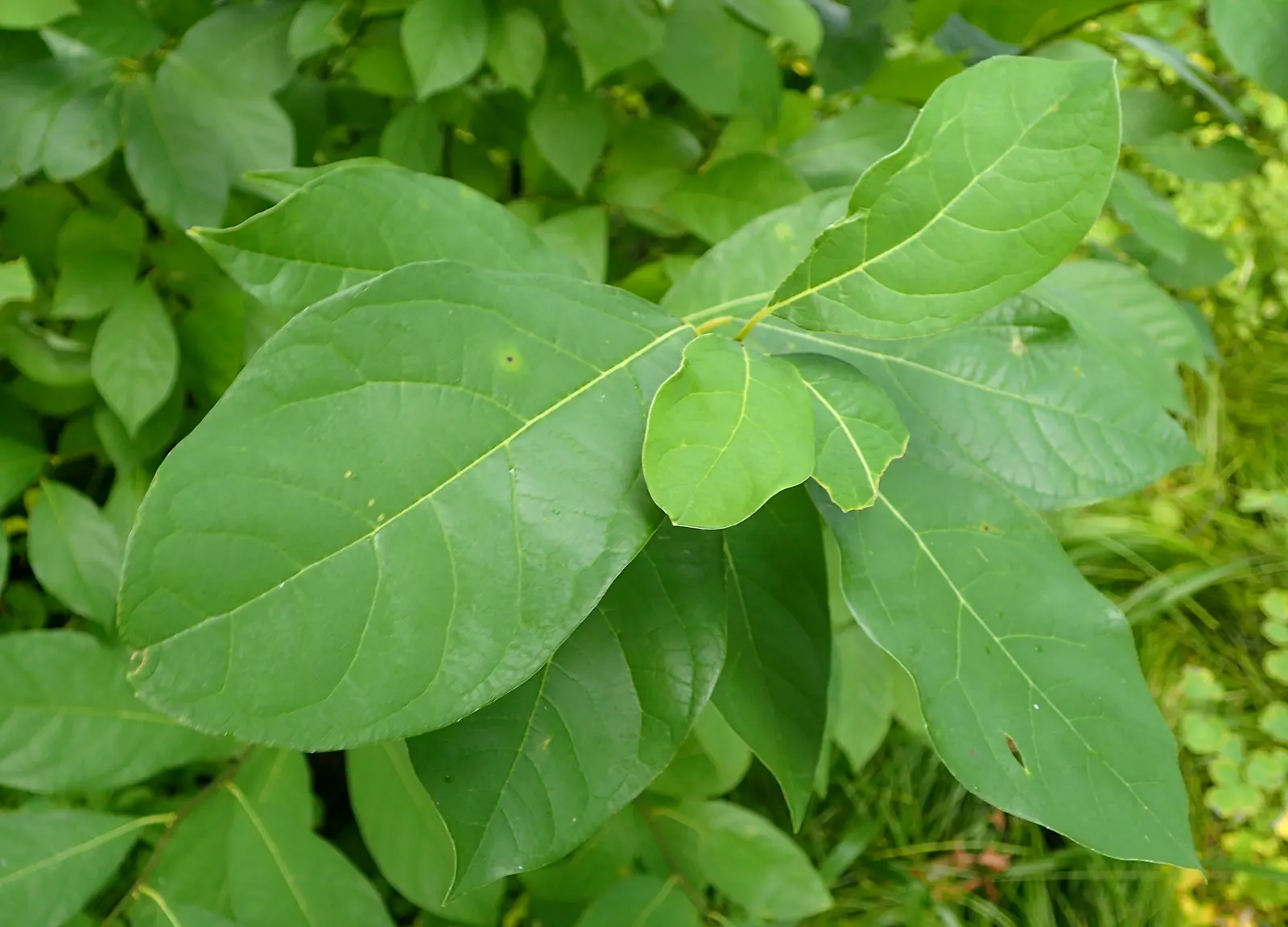 Spice Bush (Calycanthus Occidentalis) — shrub with red blooms; for horticultural zones 7 through 9, image 74