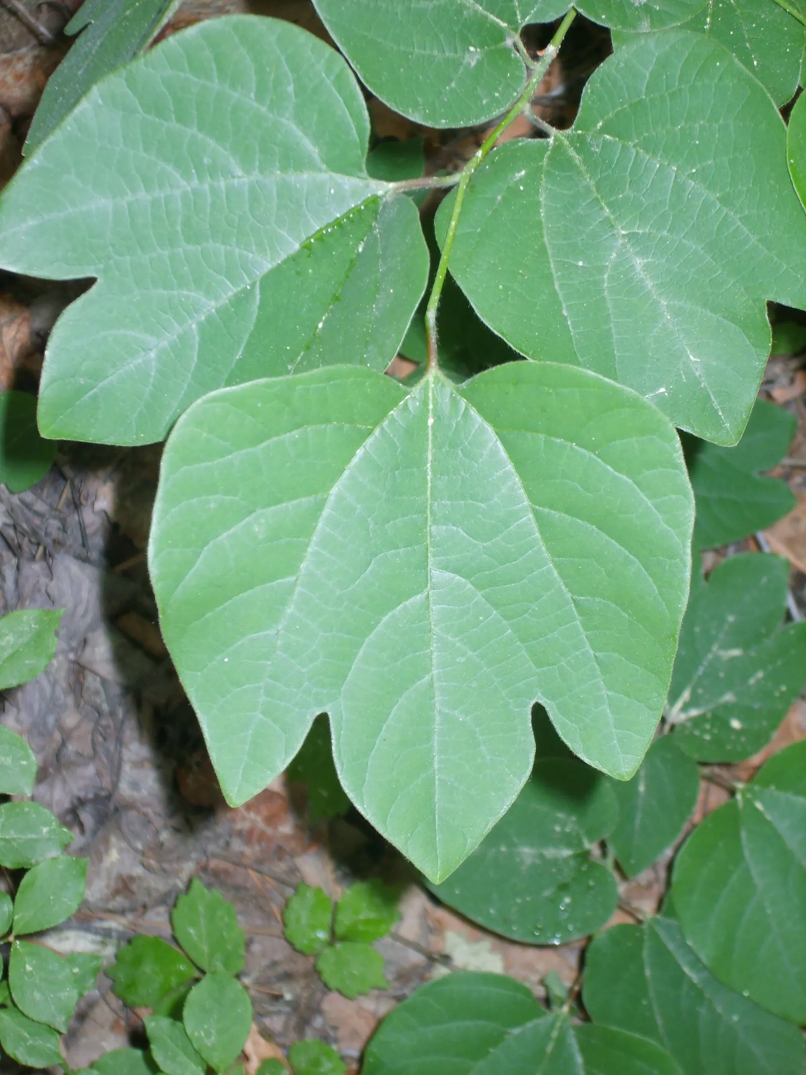 Spice Bush (Calycanthus Occidentalis) — commonly known as the Spice Bush; it is relatively adaptable, however, tolerating a range of soil types, image 206