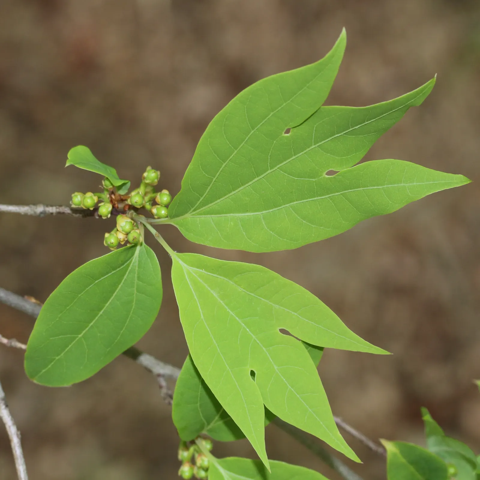Spice Bush (Calycanthus Occidentalis) — Calycanthus occidentalis, commonly known as Spice Bush, is a deciduous shrub native to western North, image 176