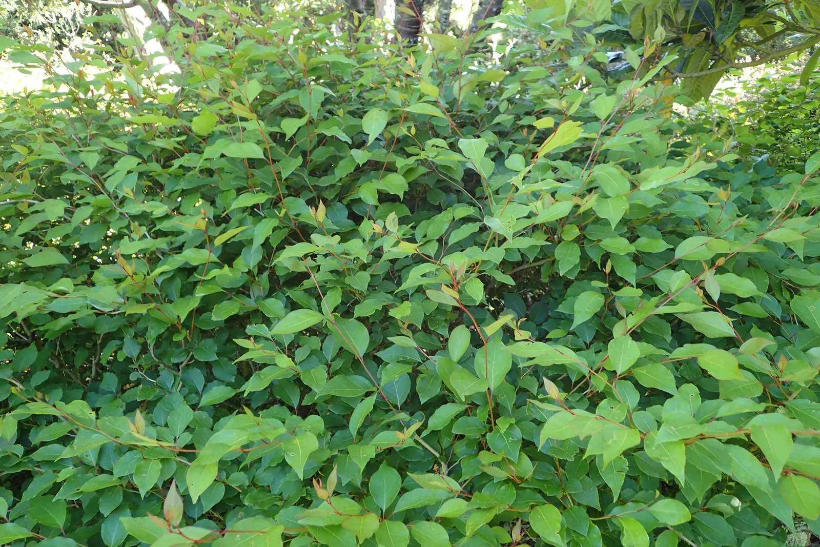 Spice Bush (Calycanthus Occidentalis) — Remember that this shrub's growth habit supports pruning; adds fragrant, natural charm and understory, image 94