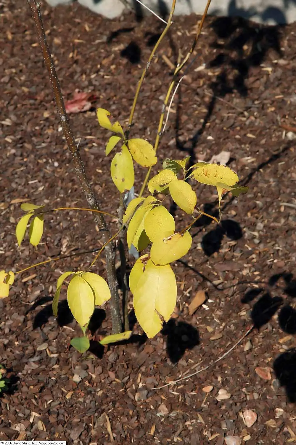 Spice Bush (Calycanthus Occidentalis) — typically about 2 to 3 inches across; commonly known as the Spice Bush, image 87
