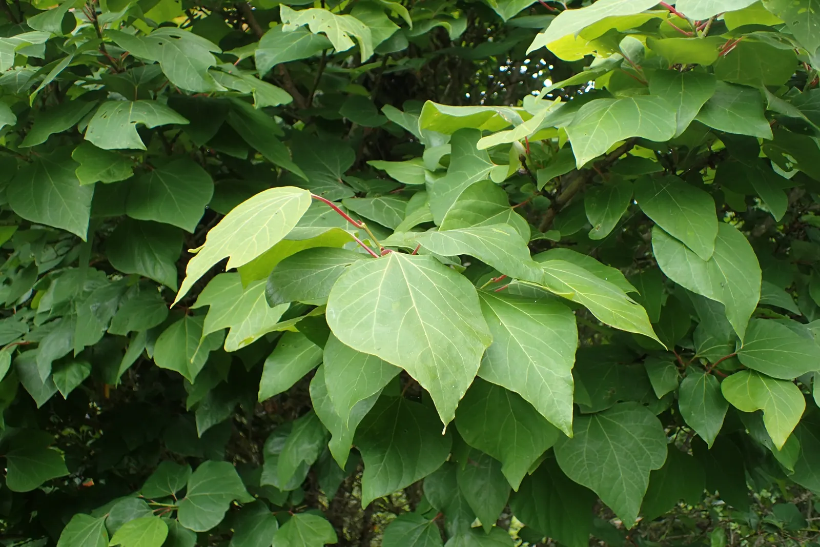 Spice Bush (Calycanthus Occidentalis) — particularly the western United States; thriving in full sun to partial shade and moist, image 58