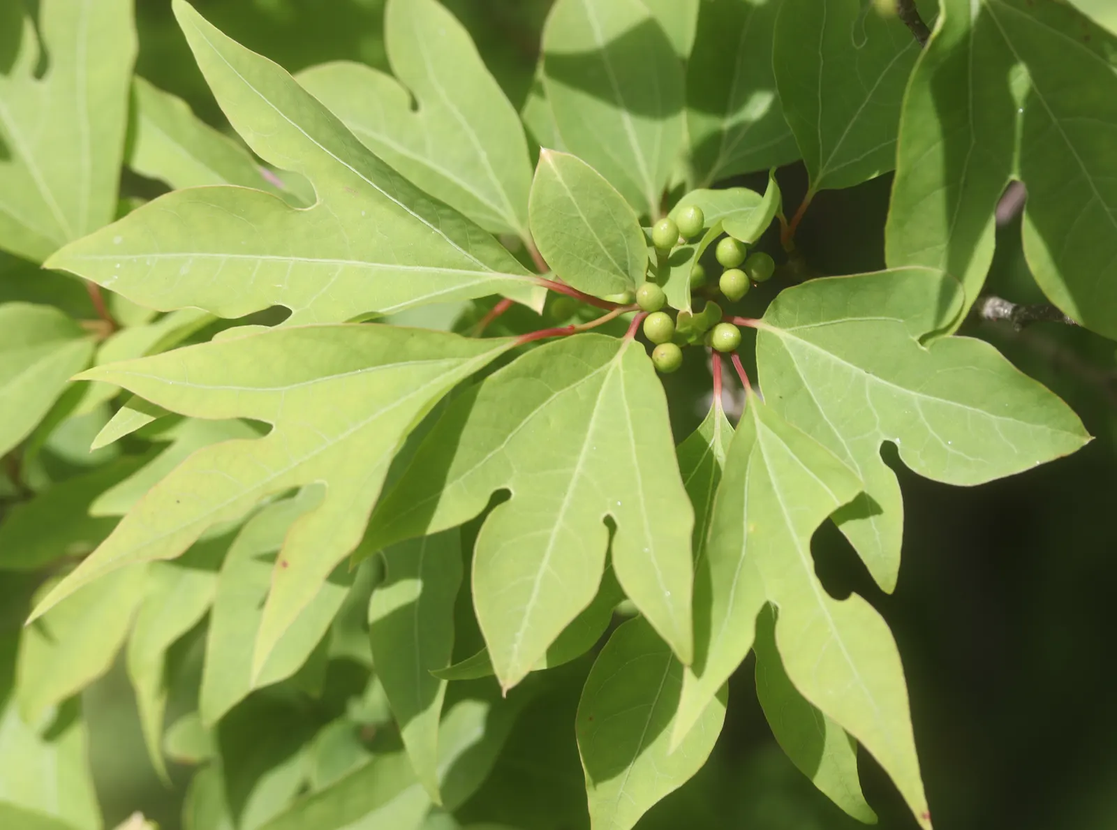 Spice Bush (Calycanthus Occidentalis) — typically about 2 to 3 inches across; commonly known as the Spice Bush, image 162