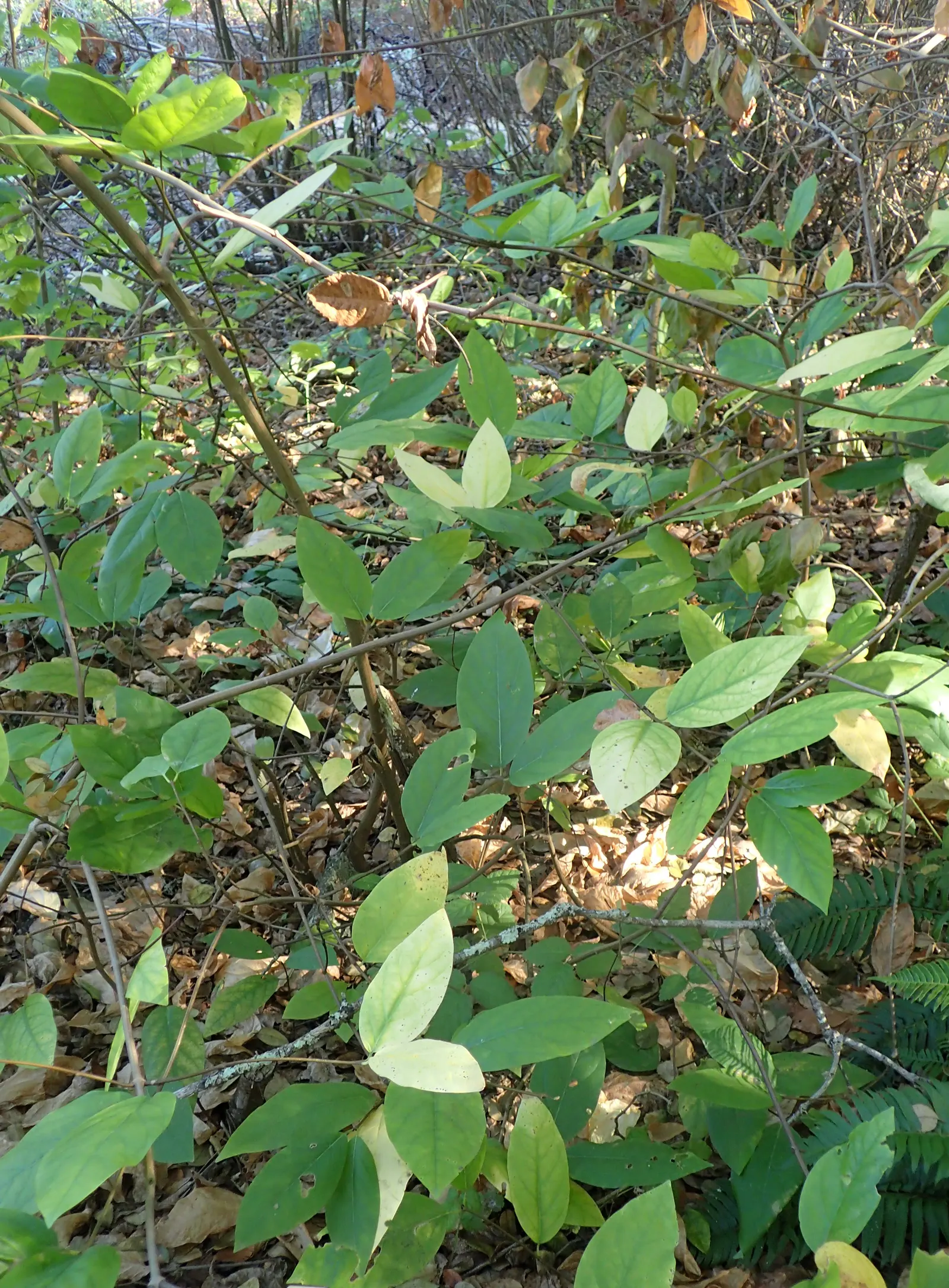Spice Bush (Calycanthus Occidentalis) — red flowers in the garden; particularly the western United States, image 123