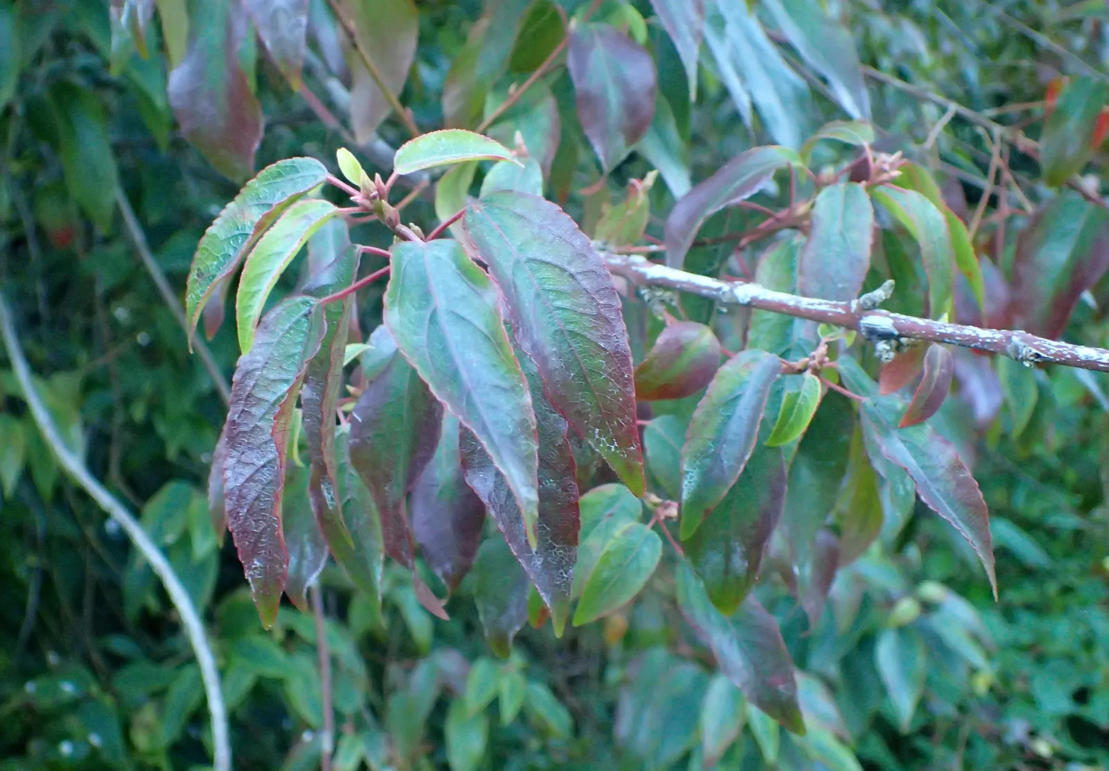 Spice Bush (Calycanthus Occidentalis) — Thriving in full sun to partial shade and moist; its dense foliage lends itself well to creating secluded, image 103