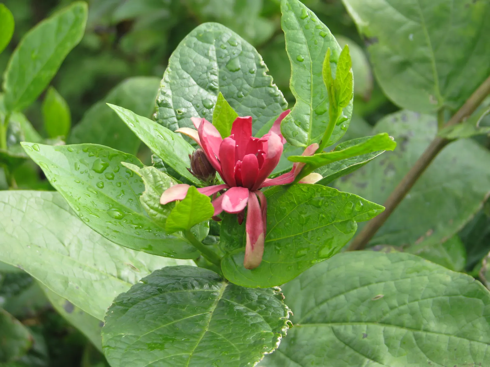 Spice Bush (Calycanthus Occidentalis) — shrub for half or shade; the Spice Bush, with its sensory delights and aesthetic appeal, is a remarkable, image 150