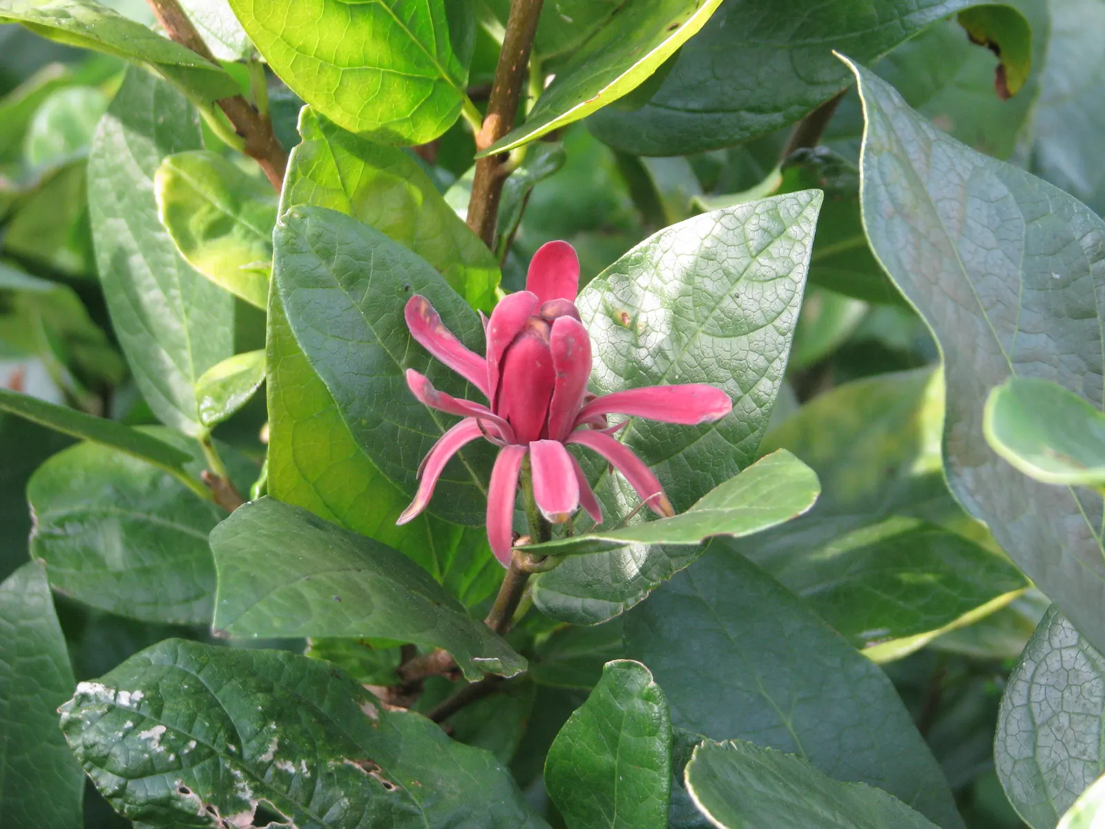 Spice Bush (Calycanthus Occidentalis) — Its dense foliage lends itself well to creating secluded garden nooks or as a natural, fragrant screen; red, image 68