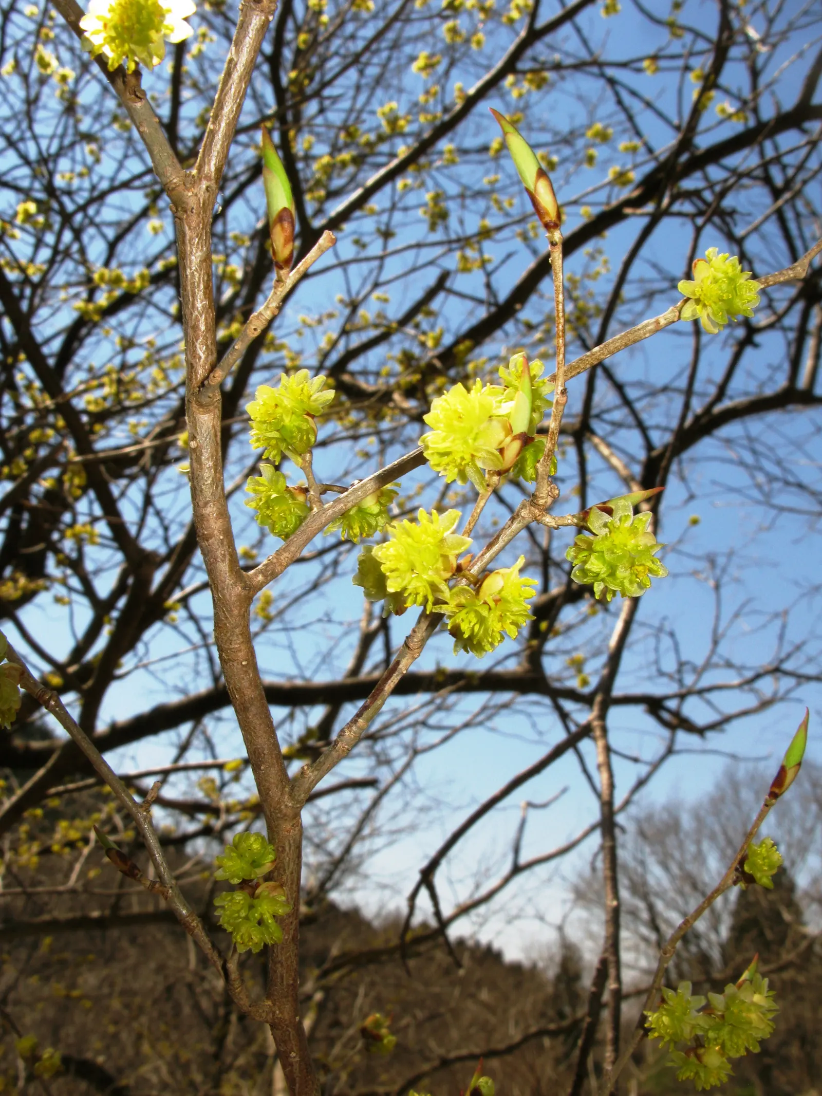 Spice Bush (Calycanthus Occidentalis) — with minimal care required once established.<br><br>When designing a landscape; it renders a robust, image 142