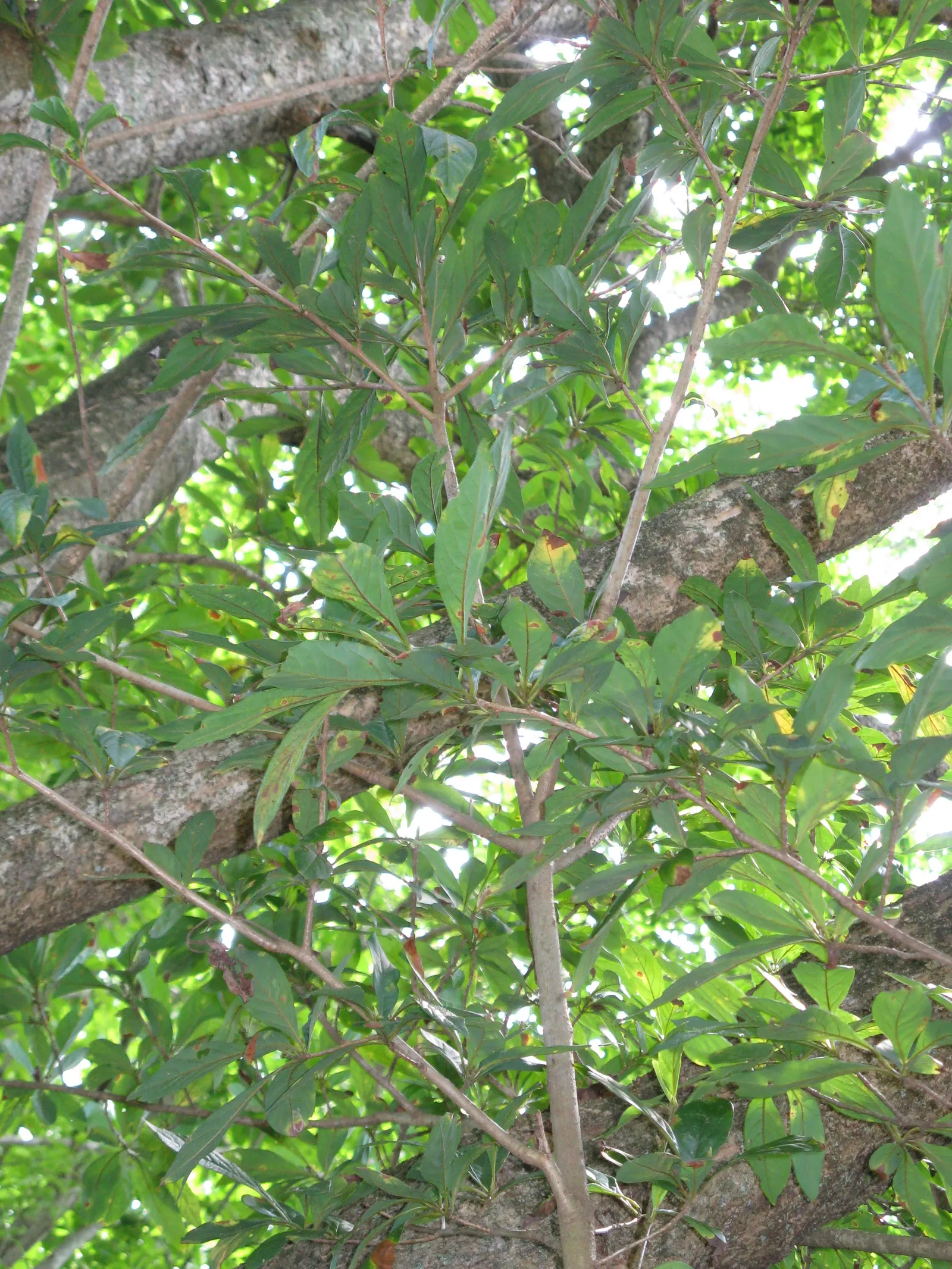 Spice Bush (Calycanthus Occidentalis) — It is relatively adaptable, however, tolerating a range of soil types; affording flexibility in maintaining, image 114