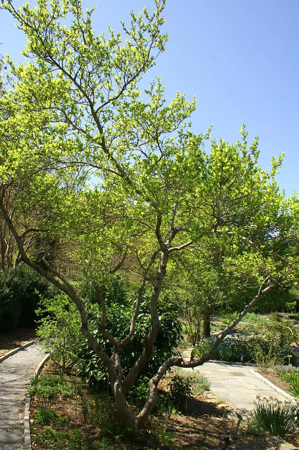 Spice Bush (Calycanthus Occidentalis) — with minimal care required once established.<br><br>When designing a landscape; it renders a robust performance