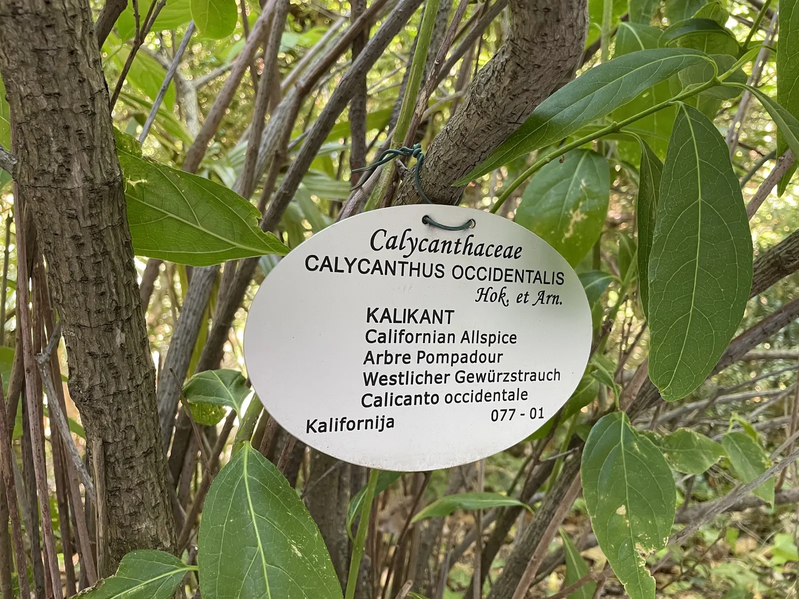 Spice Bush (Calycanthus Occidentalis) — Calycanthus occidentalis, commonly known as Spice Bush, is a deciduous shrub native to western North America