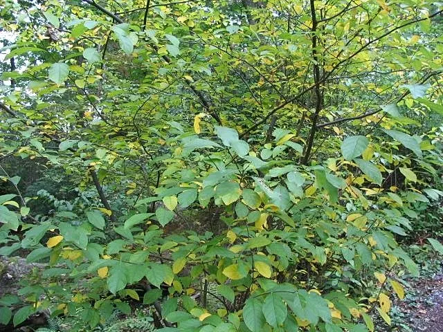 Spice Bush (Calycanthus Occidentalis) — Adds fragrant, natural charm and understory structure to landscapes; is a deciduous shrub native to North America