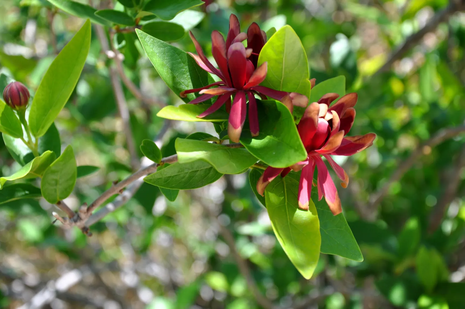 Spice Bush (Calycanthus Occidentalis) — The Spice Bush, with its sensory delights and aesthetic appeal, is a remarkable addition to any landscape, image 172