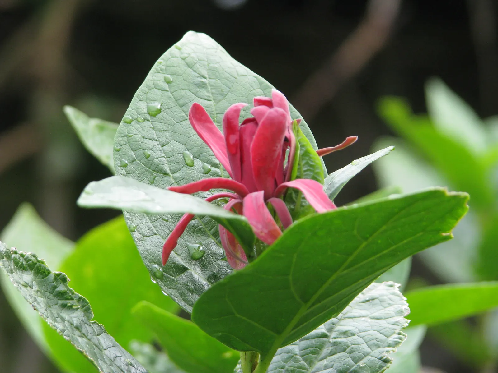 Spice Bush (Calycanthus Occidentalis) — Adds fragrant, natural charm and understory structure to landscapes; is a deciduous shrub native to North, image 155