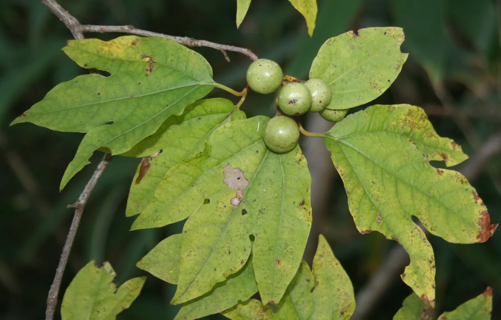 Spice Bush (Calycanthus Occidentalis) — affording flexibility in maintaining the desired shape and size
