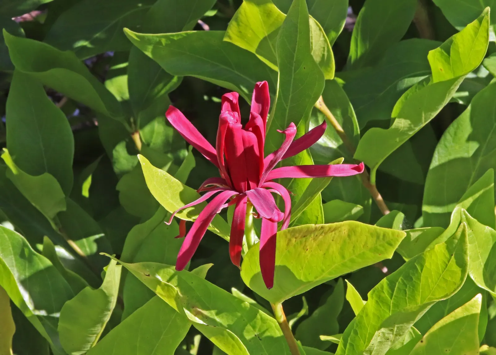 Spice Bush (Calycanthus Occidentalis) — which is an invaluable trait for tailored garden designs; remember that this shrub's growth habit supports, image 196