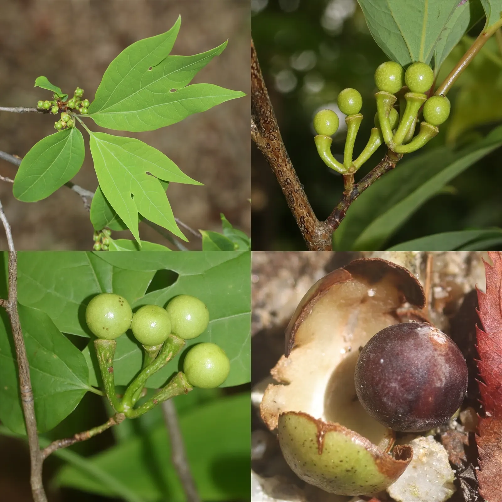 Spice Bush (Calycanthus Occidentalis) — Each leaf ranges from 2 to 6 inches long, exuding a delightful spicy fragrance when crushed; with minimal, image 135