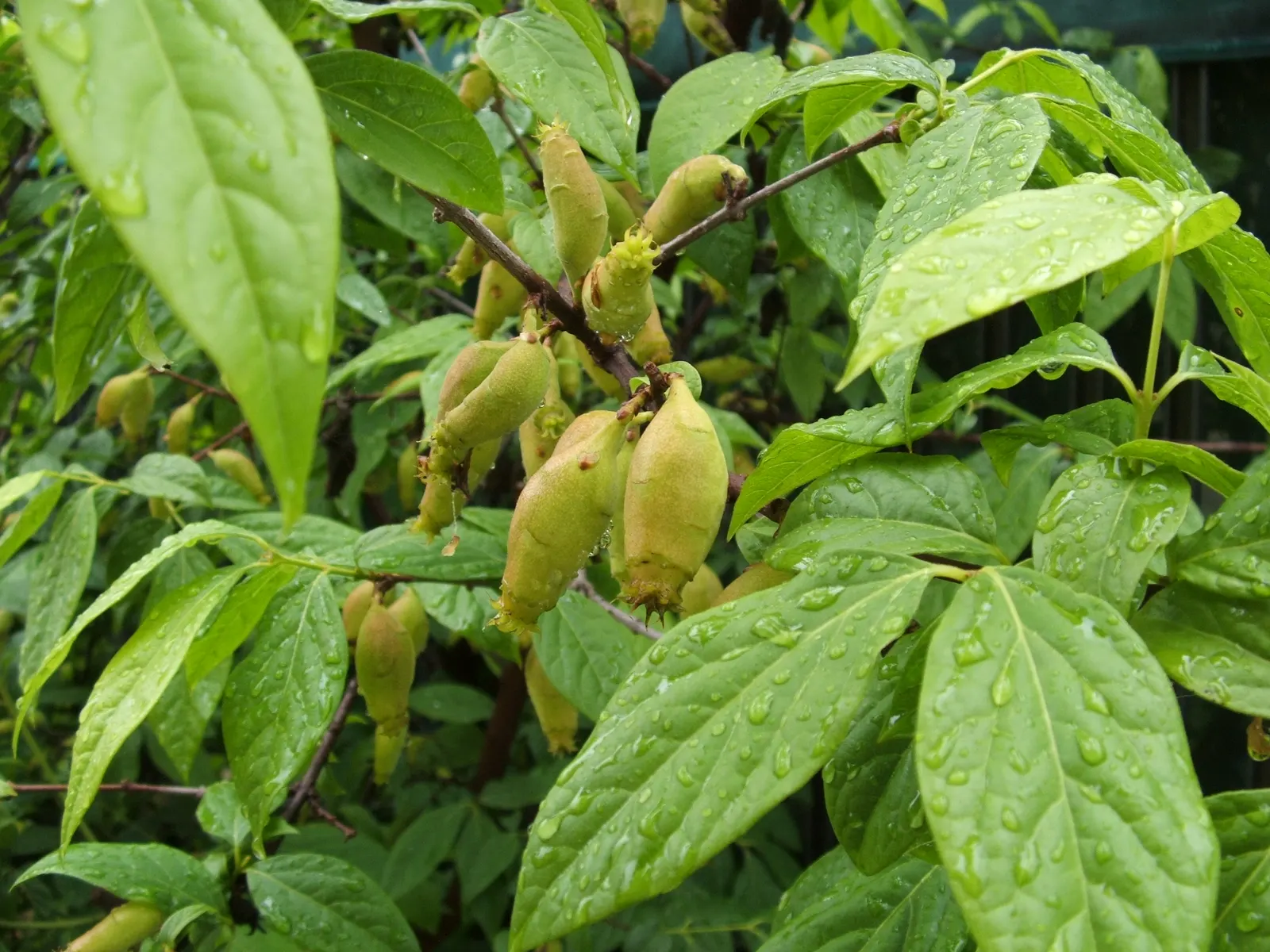 Spice Bush (Calycanthus Occidentalis) — it renders a robust performance; green leaves blanket the shrub throughout the growing season, image 91