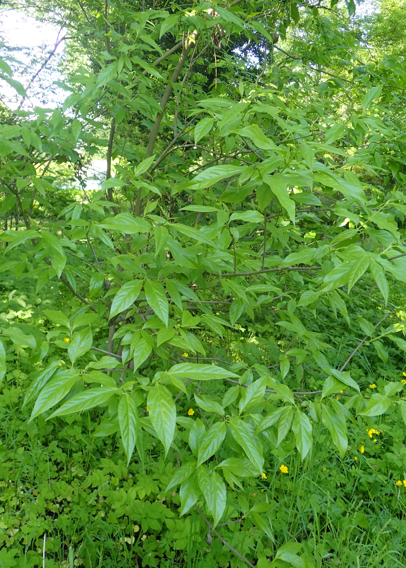 Spice Bush (Calycanthus Occidentalis) — green leaves blanket the shrub throughout the growing season; each leaf ranges from 2 to 6 inches long, image 59