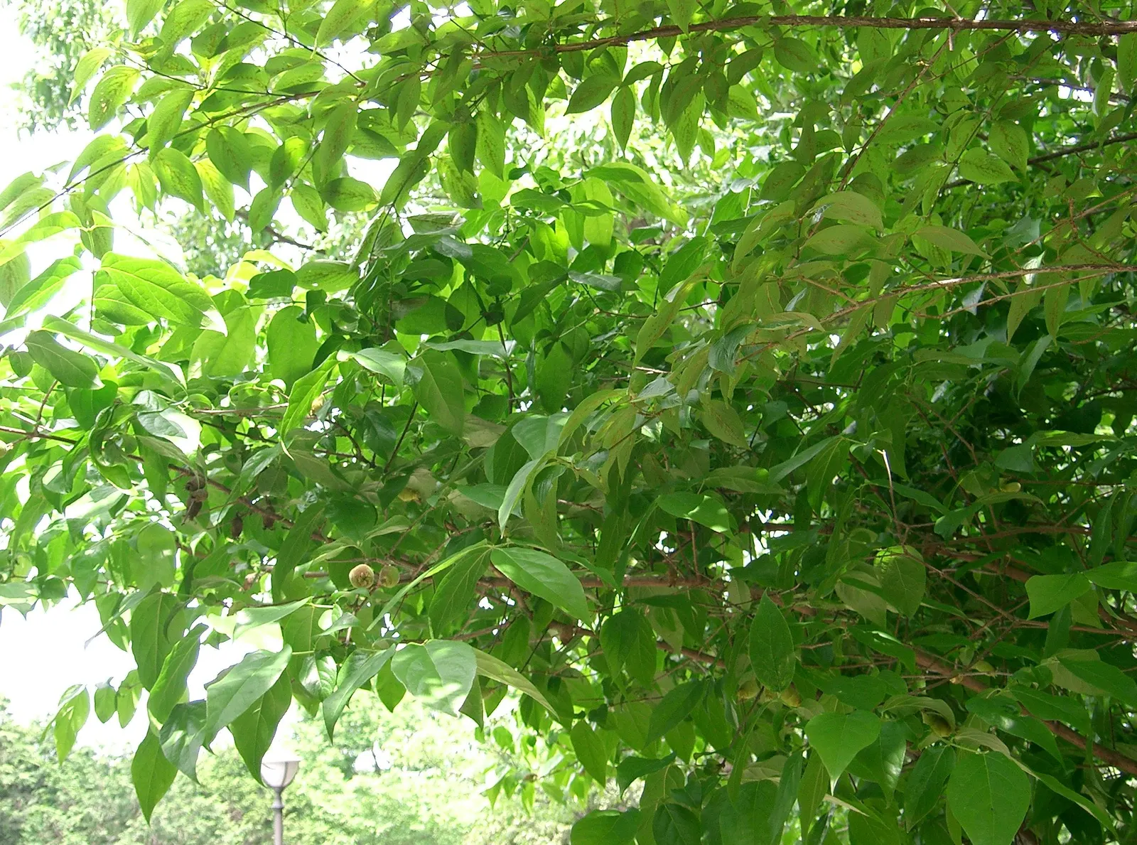 Spice Bush (Calycanthus Occidentalis) — Thriving in full sun to partial shade and moist