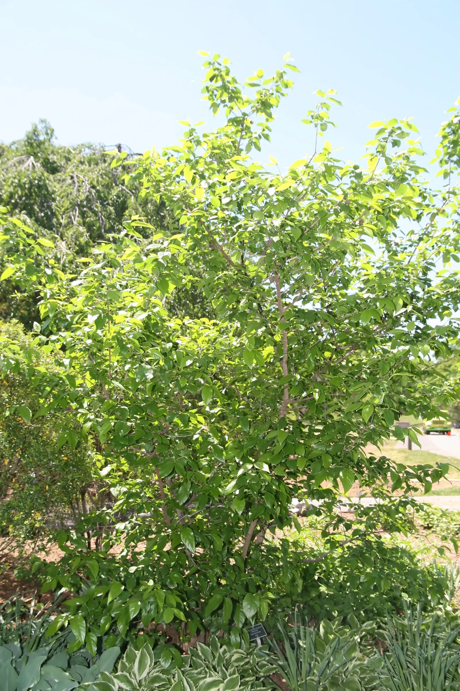 Spice Bush (Calycanthus Occidentalis) — It is relatively adaptable, however, tolerating a range of soil types; affording flexibility in maintaining, image 164