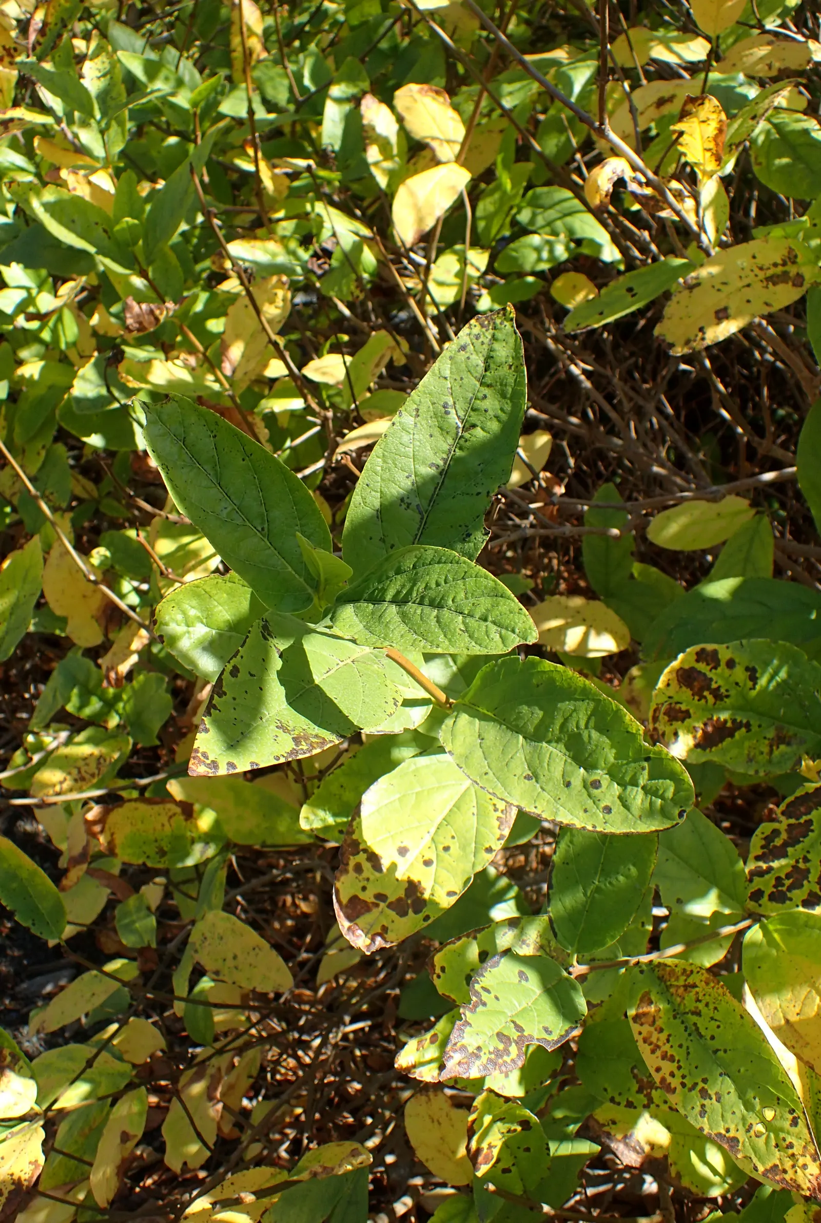Spice Bush (Calycanthus Occidentalis) — is a deciduous shrub native to North America; which is an invaluable trait for tailored garden designs, image 132