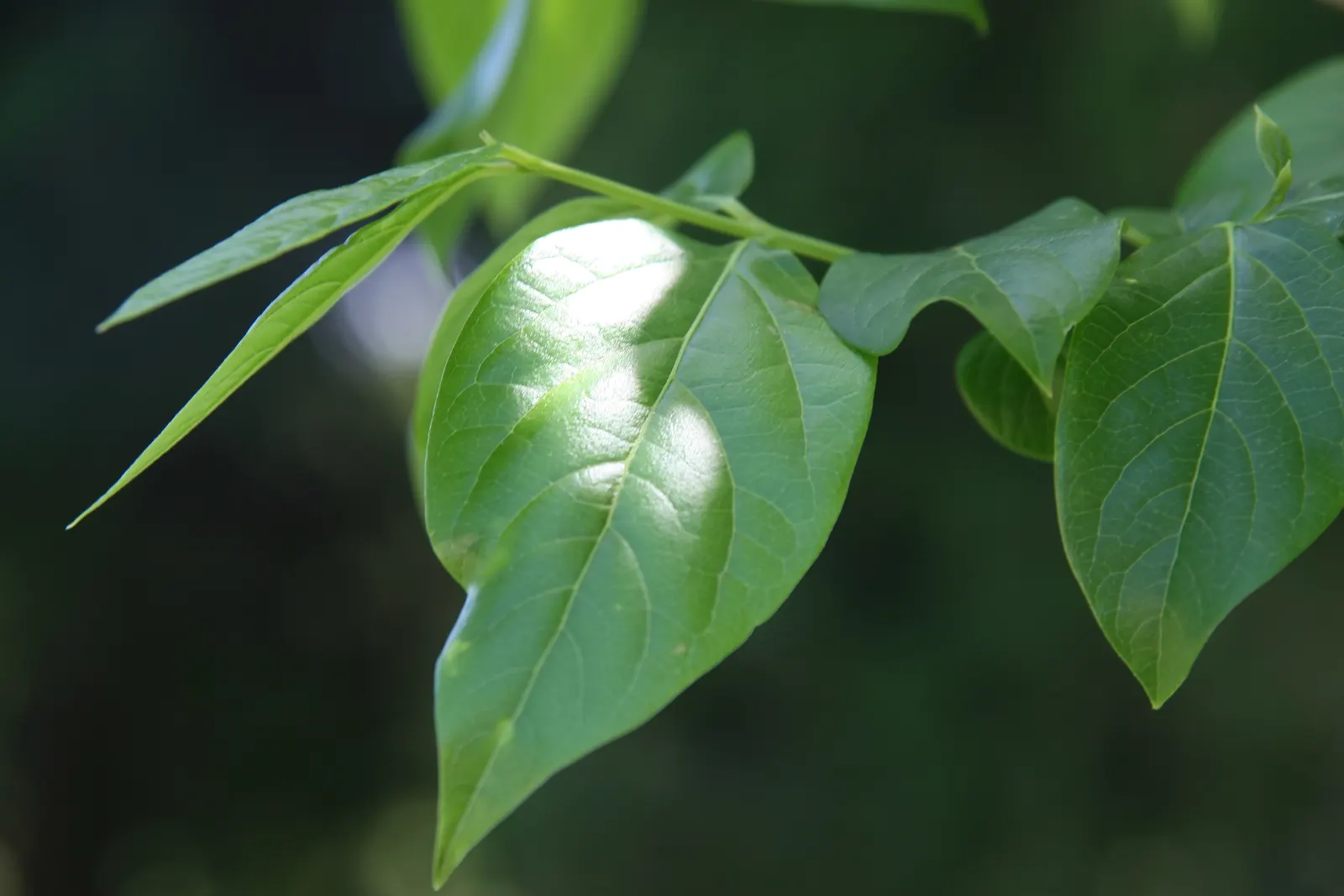 Spice Bush (Calycanthus Occidentalis) — It features aromatic, maroon to reddish-brown flowers in late spring and summer, framed by glossy green, image 202